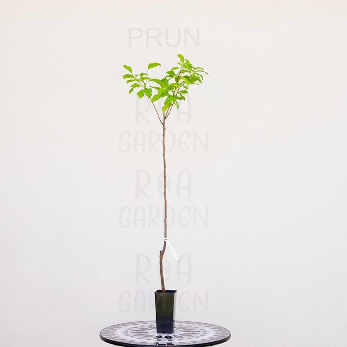 Pomi fructiferi – Prun, Rodie, Smochin, Vișin la ghiveci