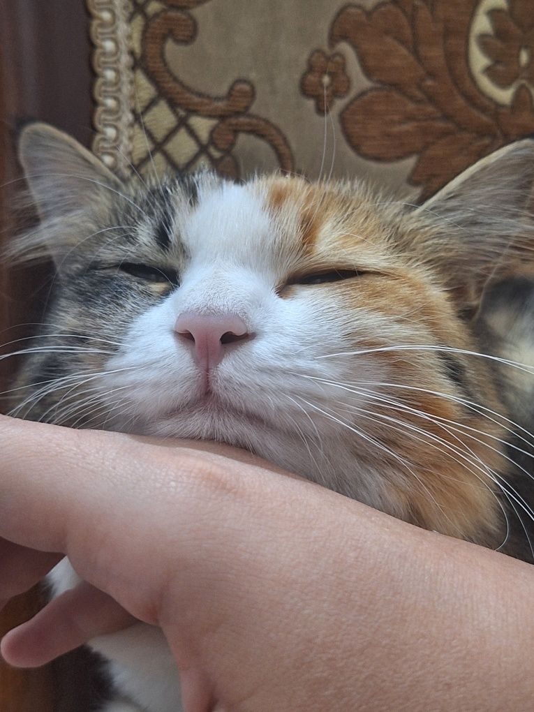 Отдаю кошку бесплатно