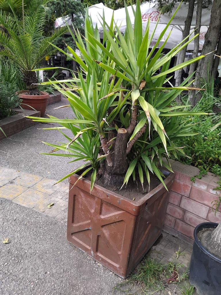 Продавам палма Юка / Yucca, 30 годишна, 1.5 м. височина, 2 броя.