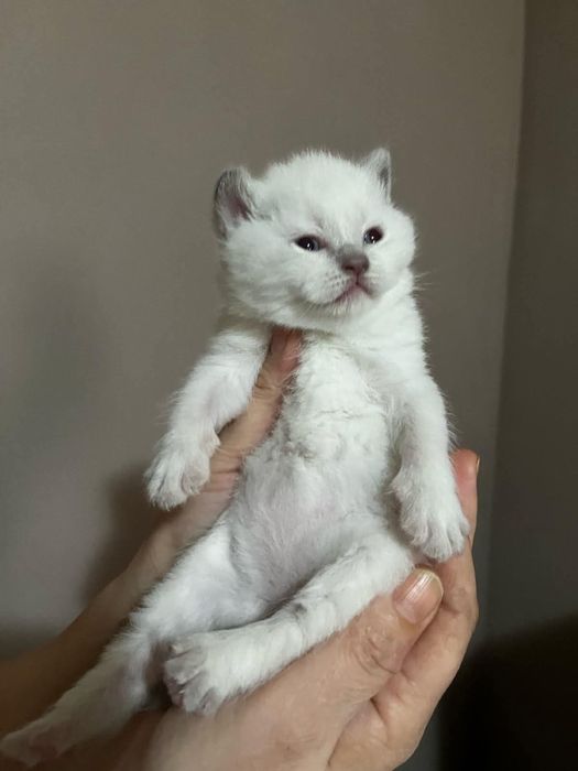 British Shorthair Colorpoint