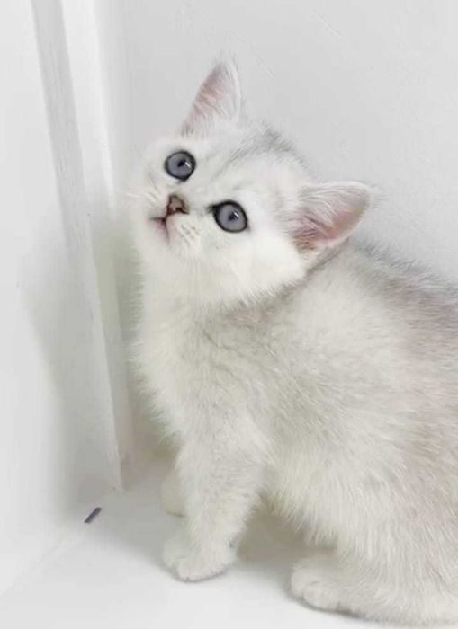 котики и кошечки  британские окрас серебристая шиншилла .привиты .