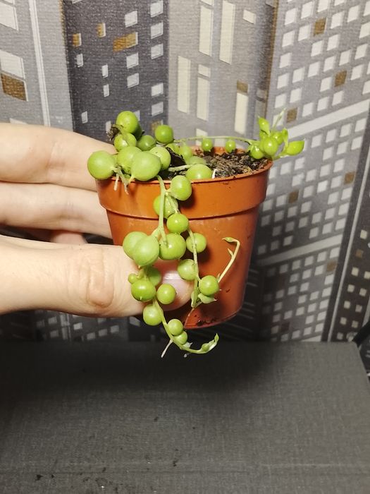 Ростения кристовник