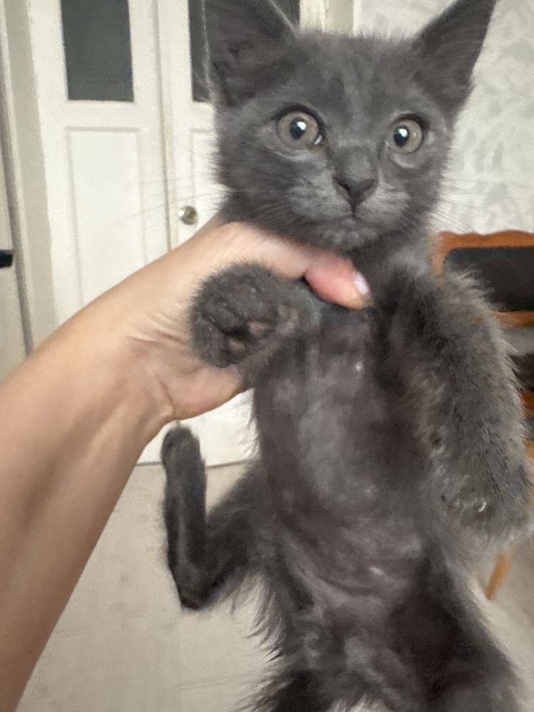 Продам за символичную плату, котенка (кот) русской нолубой кошки