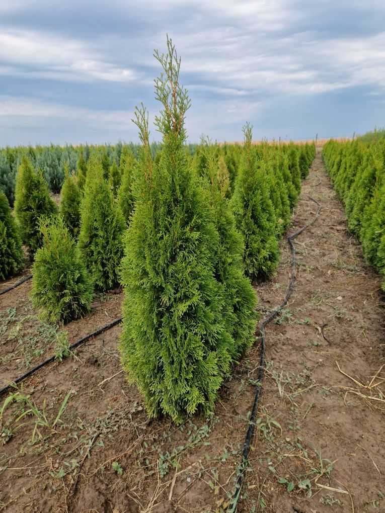 Tuia Columnaris- leylandi- chiparos albastru- juniperus