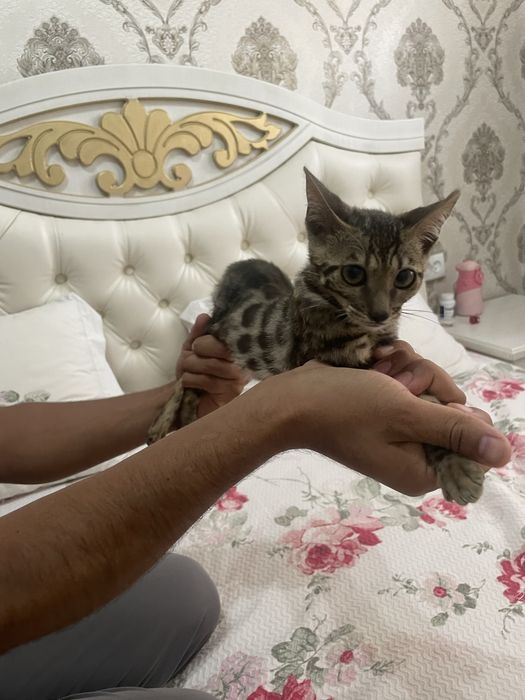 Bengal qiz tozza zot