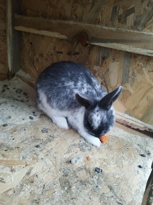 Iepuri de agrement. Prietenul  ideal pentru cei mici