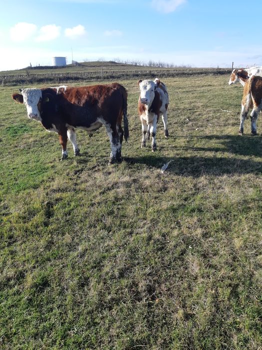 Vand 6 taurasi baltati