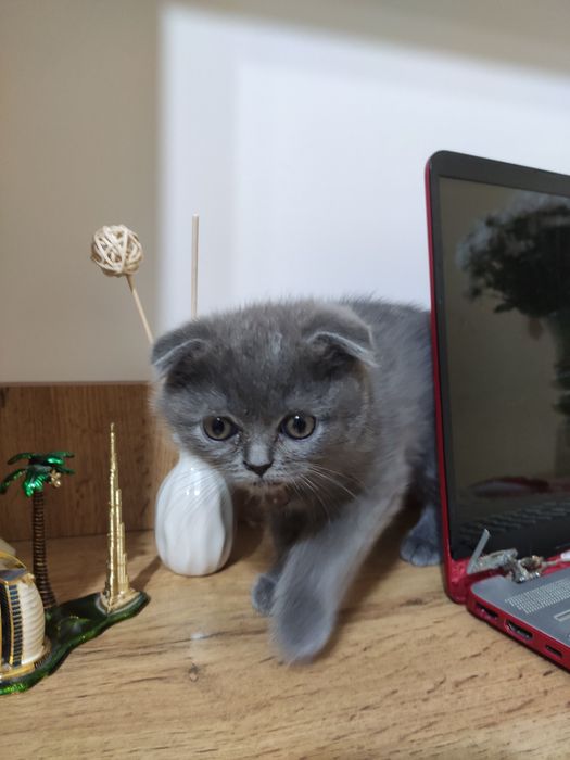 Пародистые котята