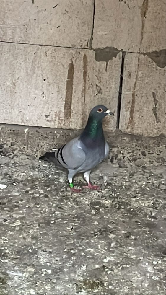 Porumbei voiajori maturi/puii