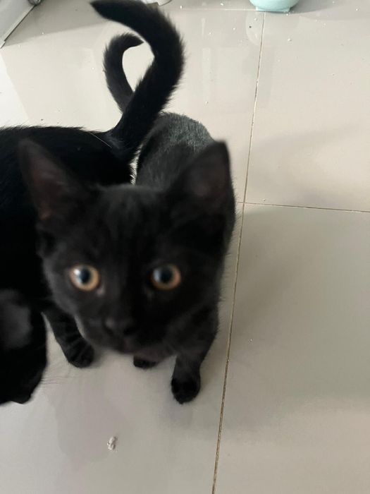 Donez două pisicuțe negre