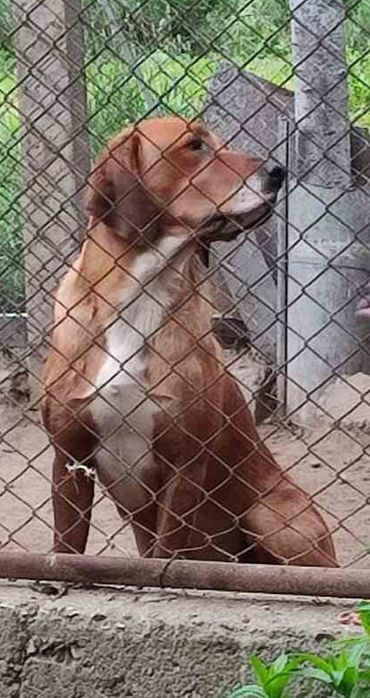 Продавам гонче на 2г и 6м