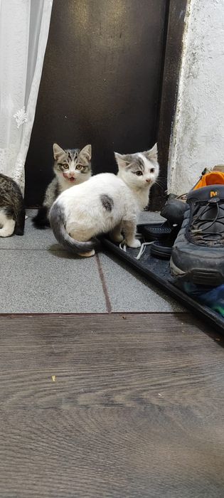 Отдам бесплатно котят