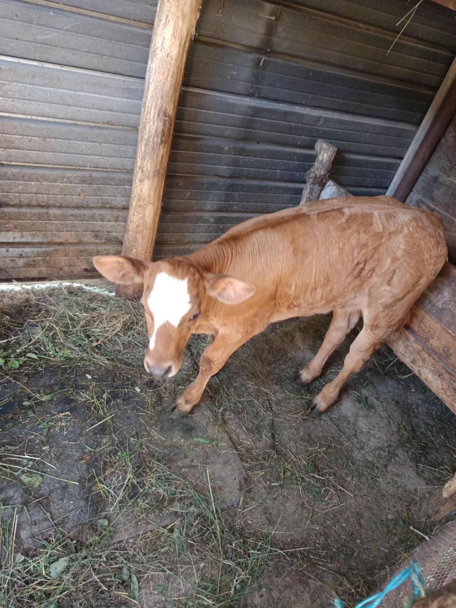 Vând Vițea bălțată Românească,1 lună