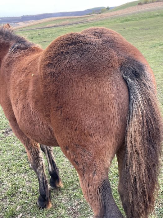 Manza de 4 luni murga