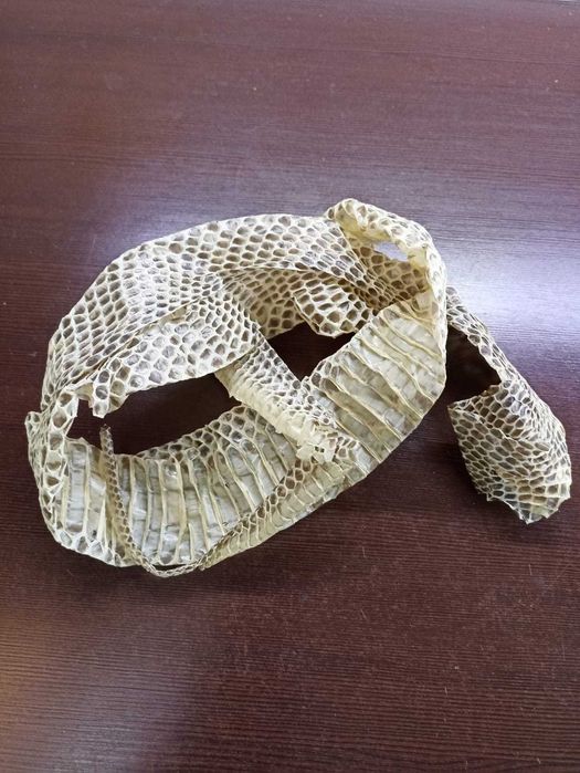 Выползки змеиные. Скинутые кожи змей