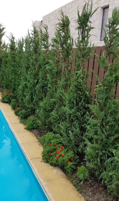 Leylandi cupressus, ideal pentru gard viu, Livrare gratuită