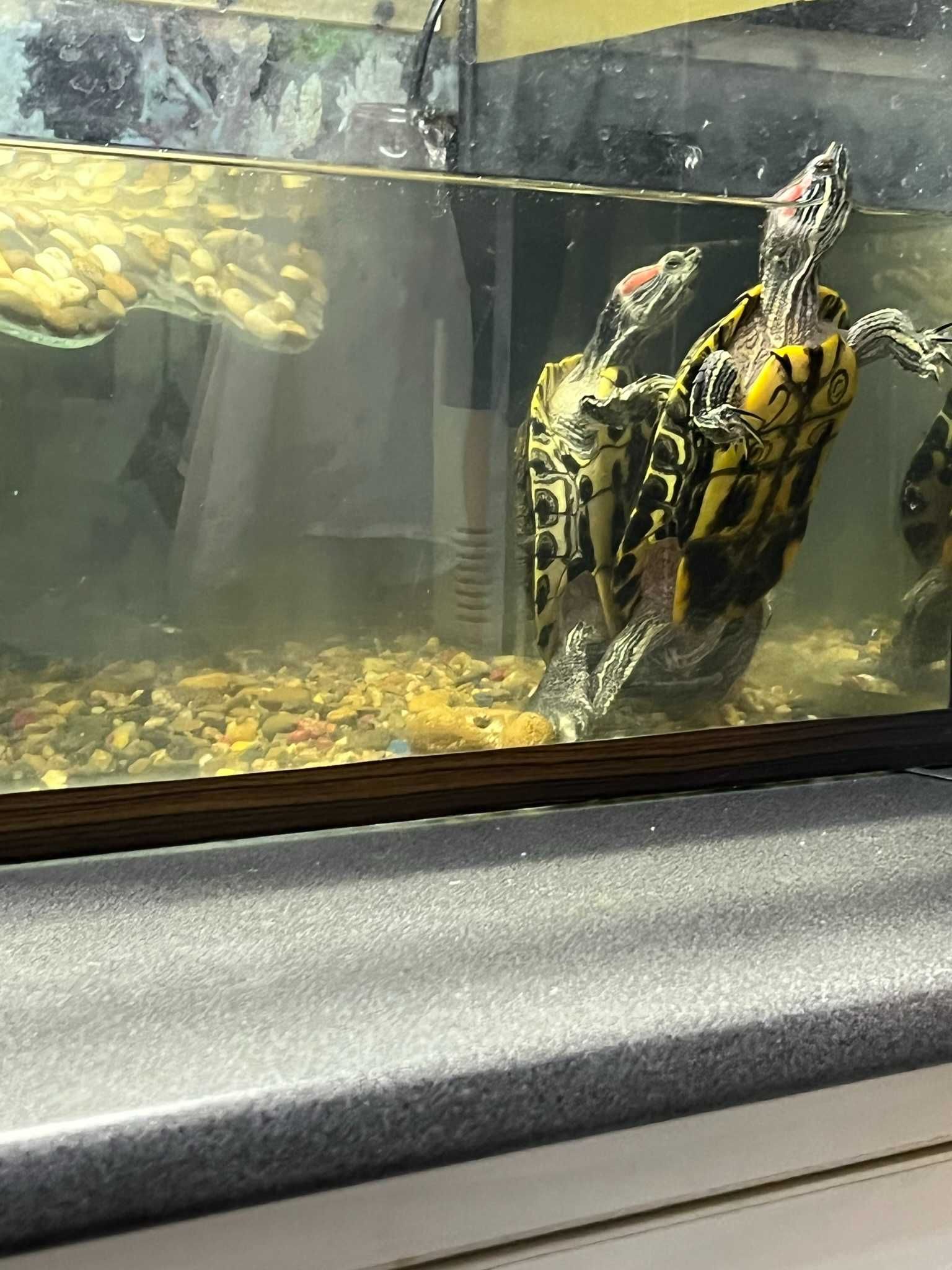 террариум - аквариум для водяных черепах