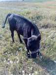 Vand vitea rasa metis angus !