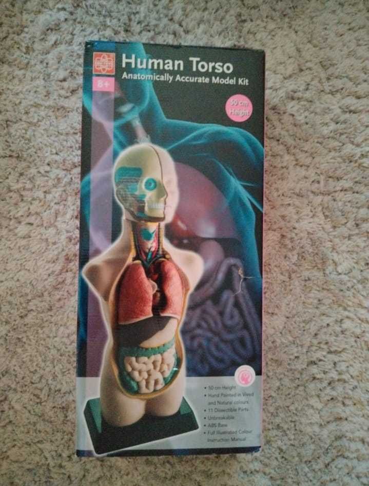 Kit-macheta trunchi uman pentru studiu medicina (Human Torso)