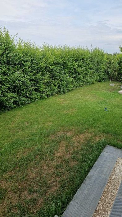 Tundem gazon iarbă buruieni ierbicidăm