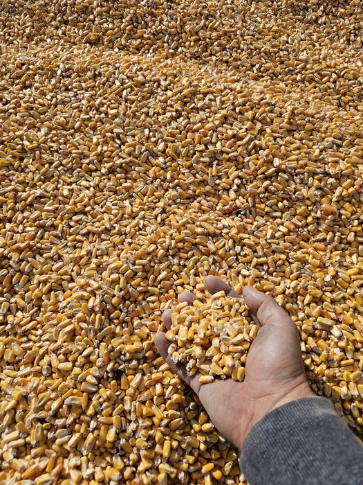 Porumb irigat de vânzare