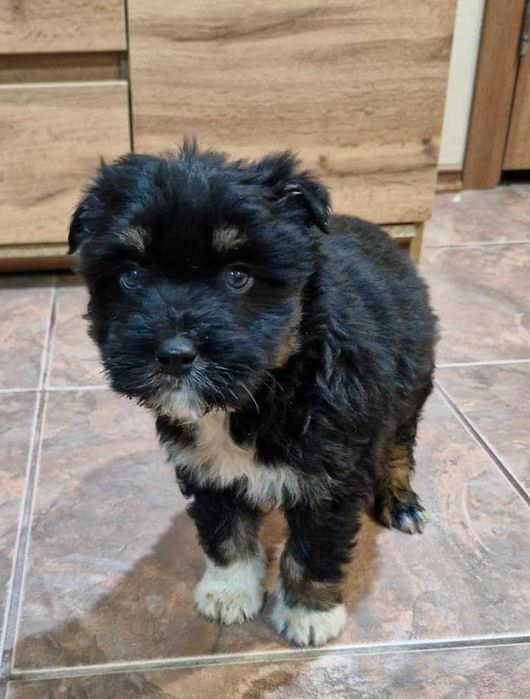 Малыш Цезарь - присмотритесь