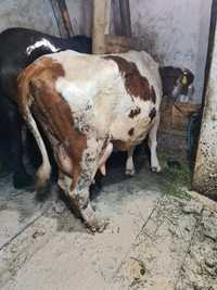 Vând vacă balțată românească