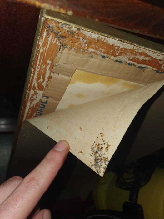 Scapă de plosnite, gândaci, șobolani, bacterii! DDD