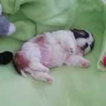 Pui rasa Shih Tzu