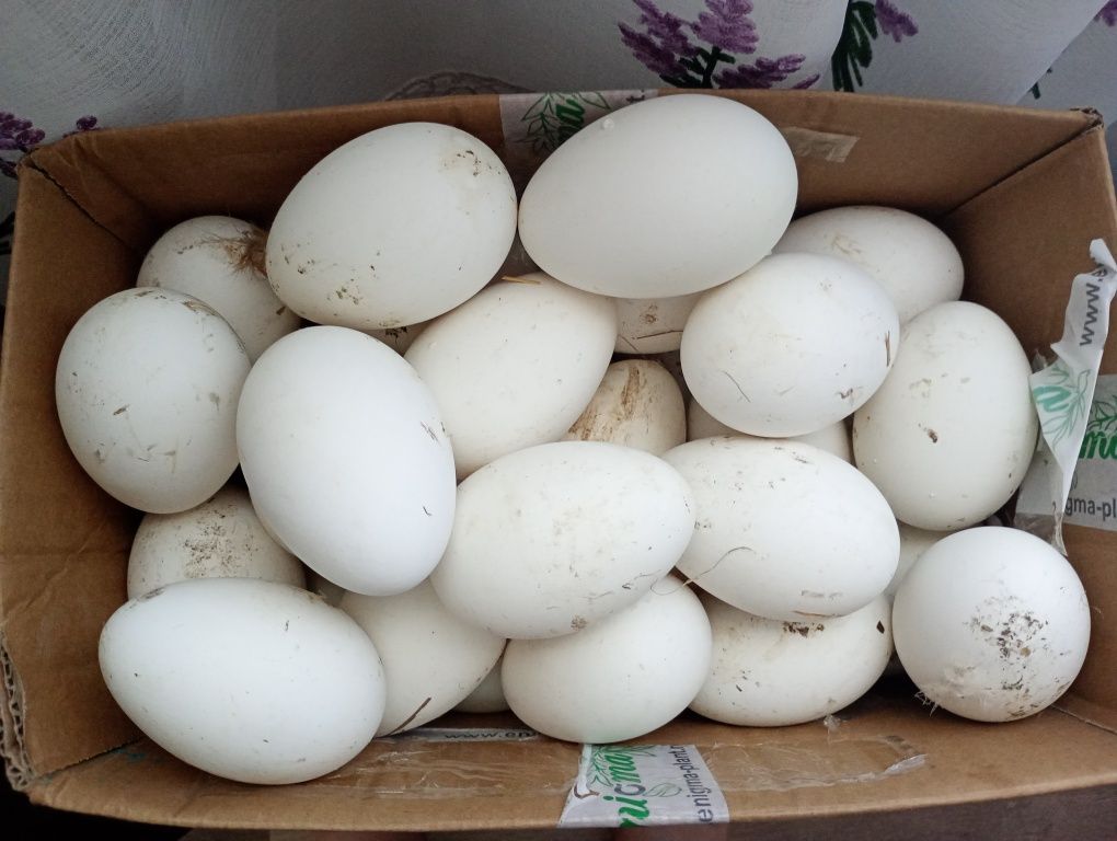 Vând oua de gâscă