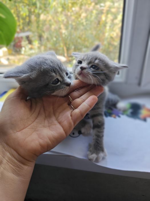 Продам котят Скоттиш страйт