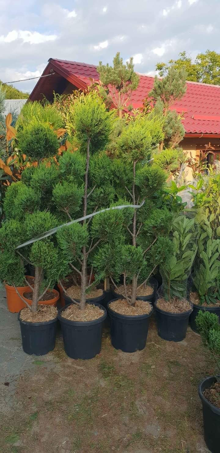 Plante ornamentale calitatea 1 la cel mai mic preț