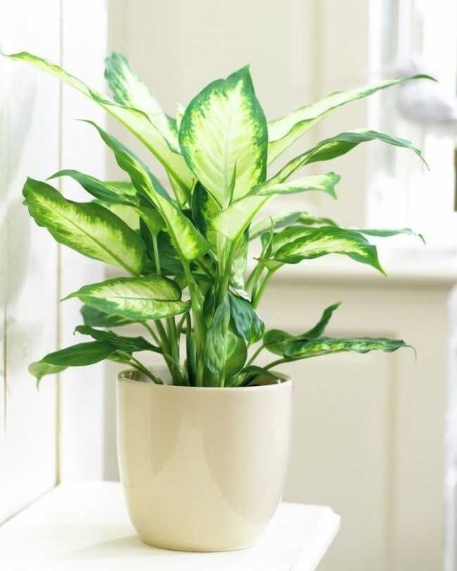 Аглаонема чудесное растения для интерьера домой или в офис