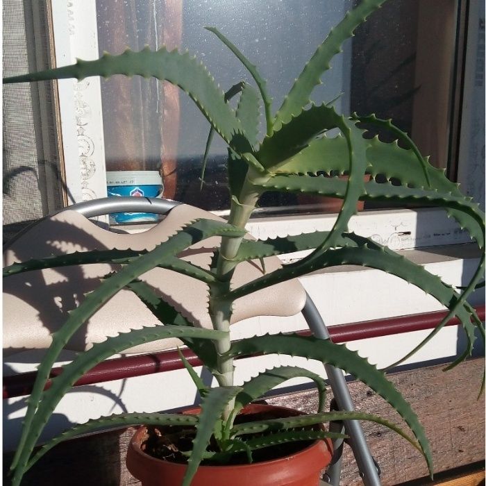 Plante Ornamentale/Medicinale: Aloe Vera Arborescensis