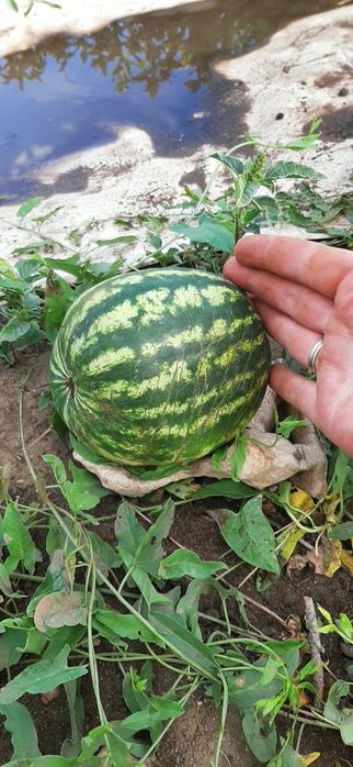 Дача СПП металлург