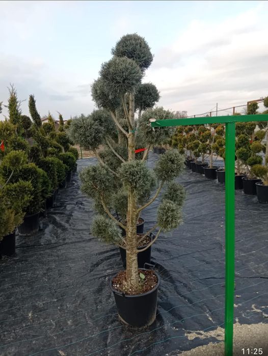 Plante ornamentale direct din pepeniera