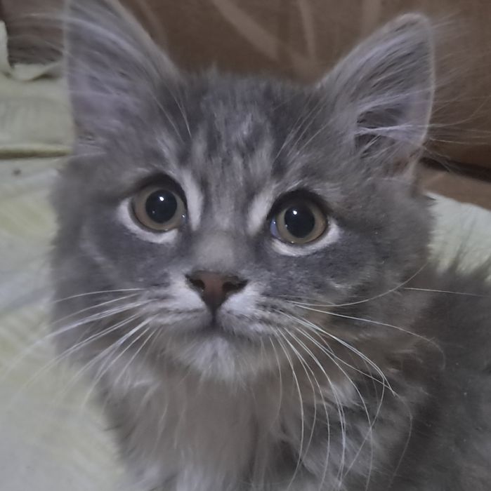 Отдам котёнка маличика в добрые руки