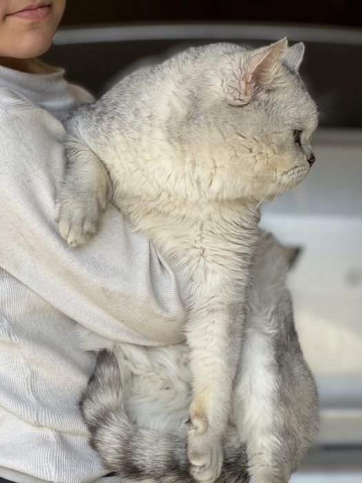 Britaskiy Seribristiy shinshilla