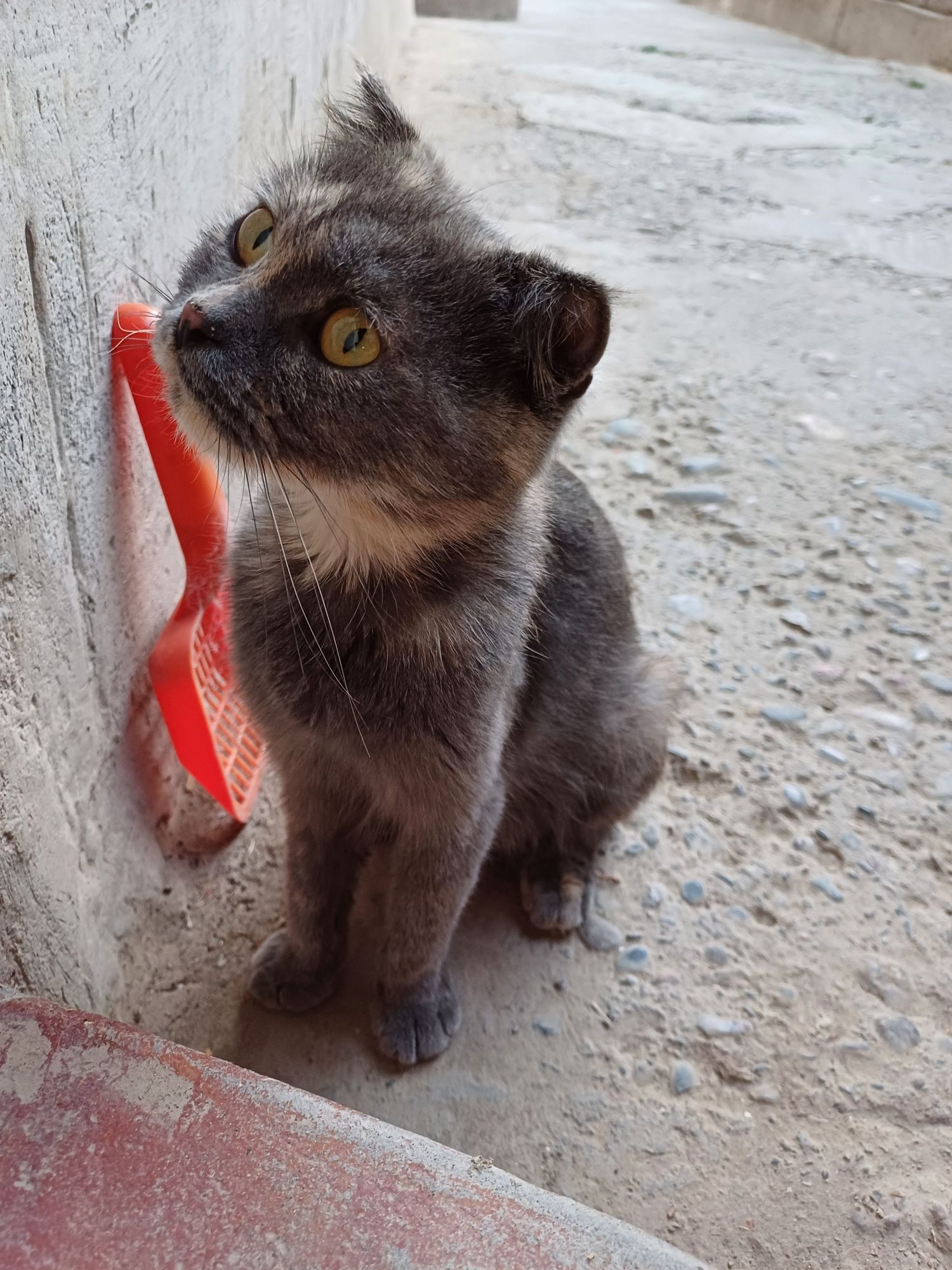 Asalomualekom zotor mushu sotiladi