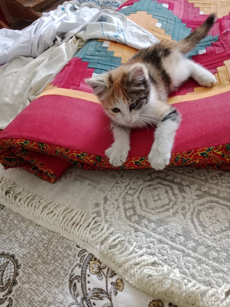 Кошка девушка классная