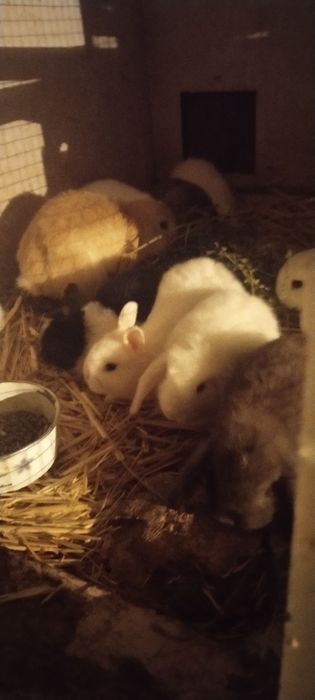 Karlik bolalalar sotiladi 40 kulik