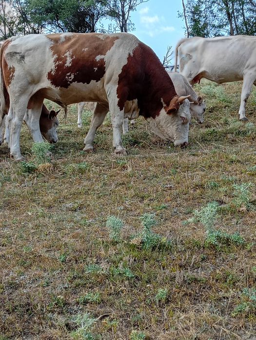 Taur de rasa de vânzare