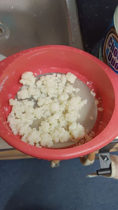 GRATIS!Ciuperci chefir de apa.chefir de lapte și kombucha