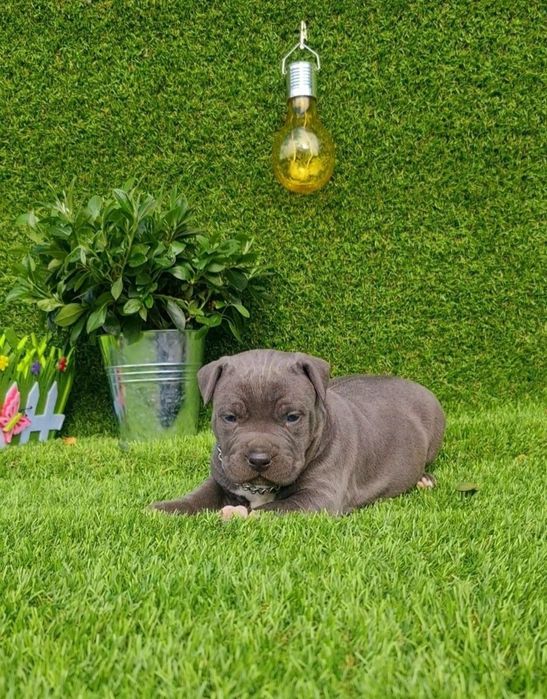 Amstaff blue din parinti de exceptie cu pedigree
Carnet de sanatate,