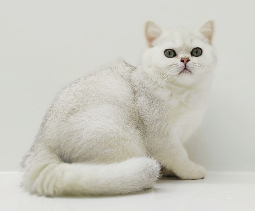 котик серебристый