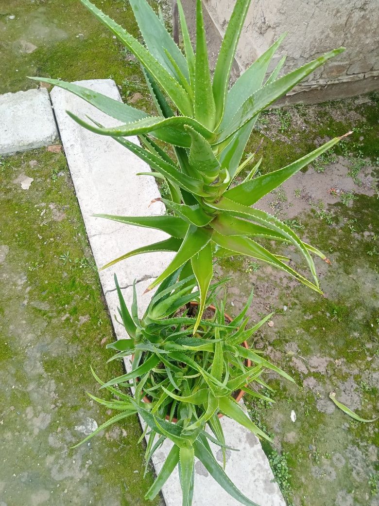 Aloe vera guli 1 dona tuvag