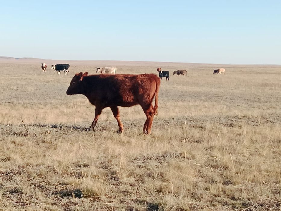 Подсос ургашы бузау сатылады