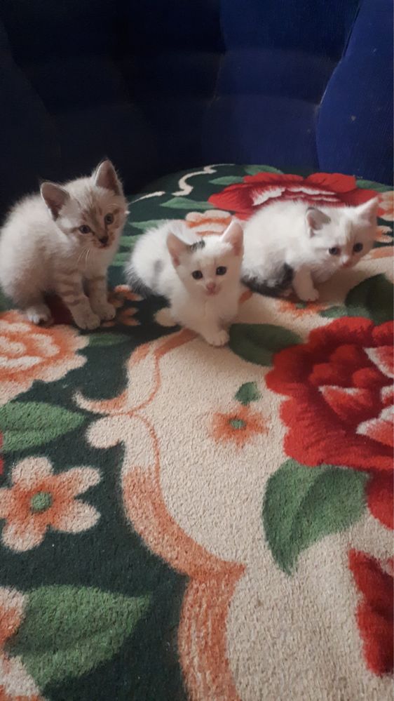Отдам котят в добрые руки