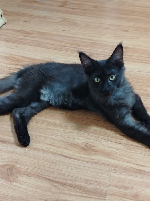 Котята Мейн куны из питомника