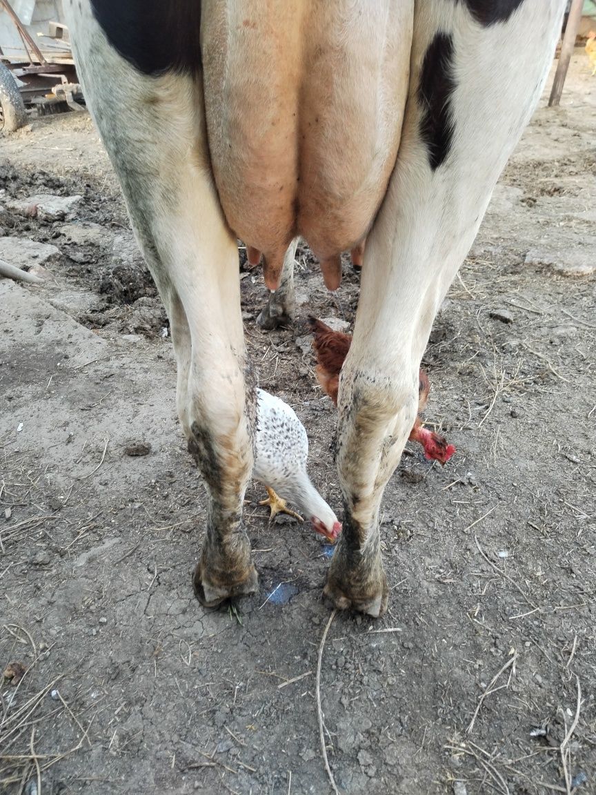 Vând vaca cu lapte la prima fătare